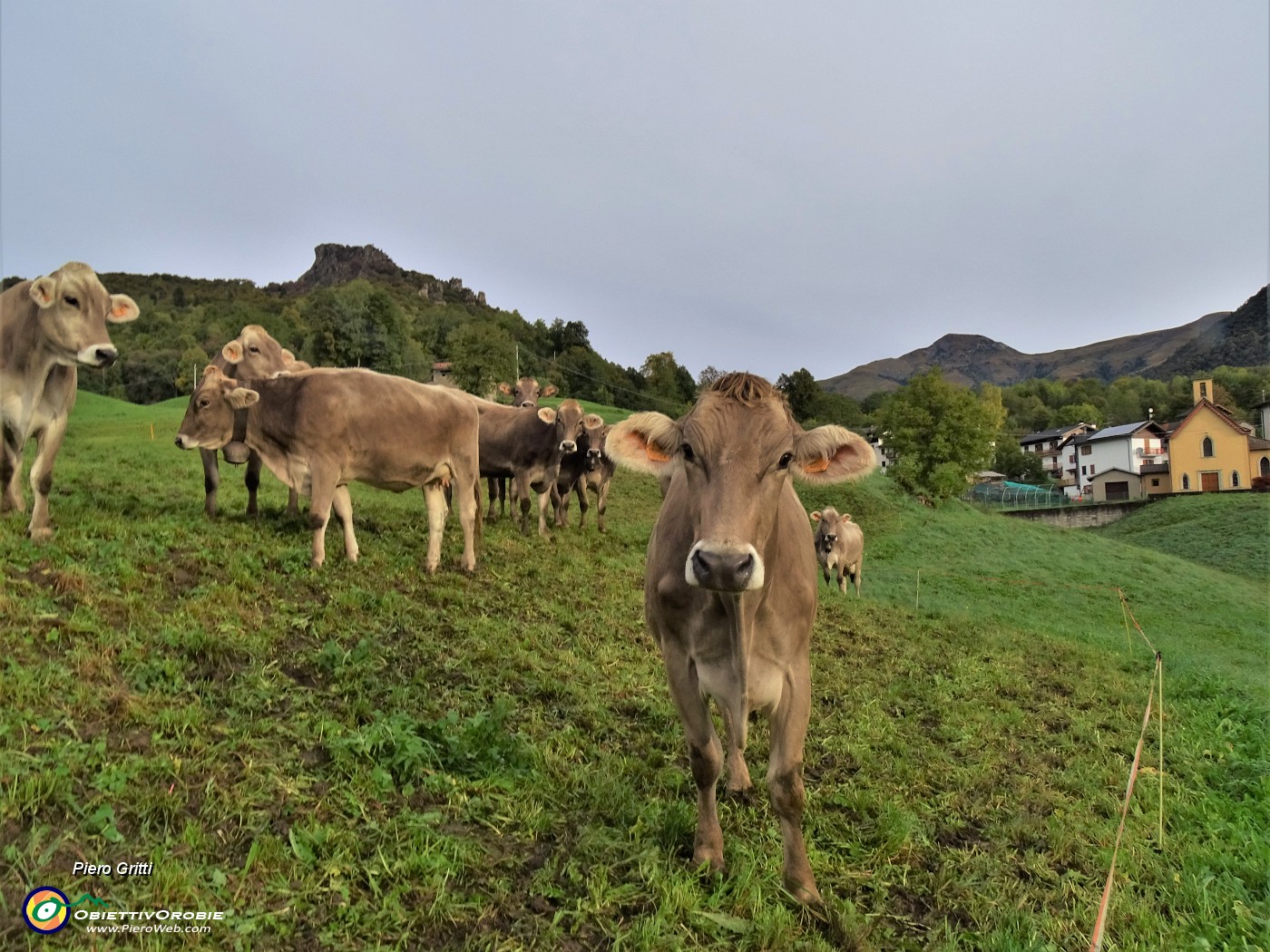 01 A Reggetto , punto di partenza, mucche 'taleggine' al pascolo con vista sul Corno Zuccone.JPG
